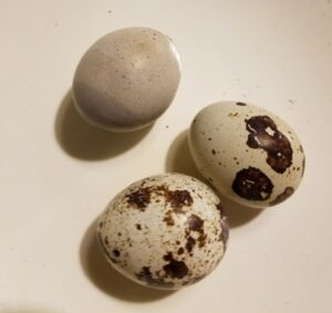 3 Quail Eggs